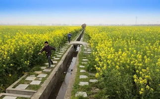 相城将建稻田公园,俺们又多一处生态农业观光旅游好去处
