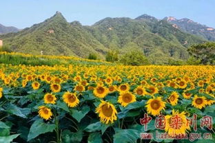 发展休闲农业乡村旅游 助力乡村振兴