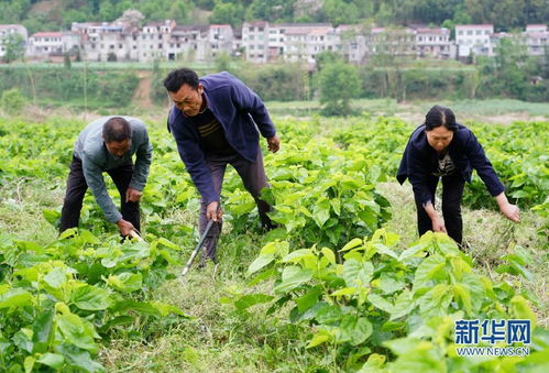 多彩产业铺就秦巴群众致富路