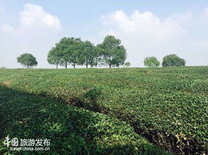 中国乡村旅游崛起 江苏 美丽乡村 产业值得推荐