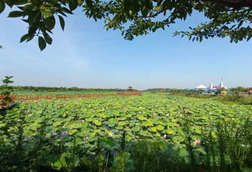 淮南大通区田园综合体 推动 农业 旅游 融合发展