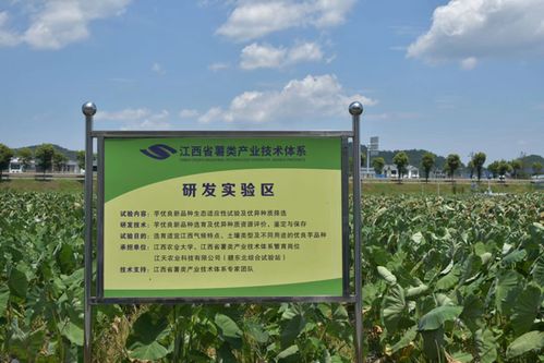 暑期三下乡⑤ 铅山县永平镇 旅游业 农业 助力经济发展,推动乡村振兴