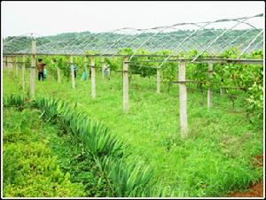 汾阳市贾家庄生态农业园