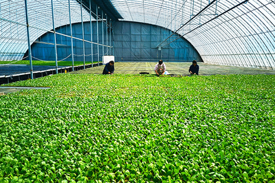 长子县铆足劲多产粮、产好粮