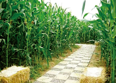 《休闲农业与乡村旅游》 | 第二章 农业生产文化的开发(第一节 种植业生产文化的开发 8)