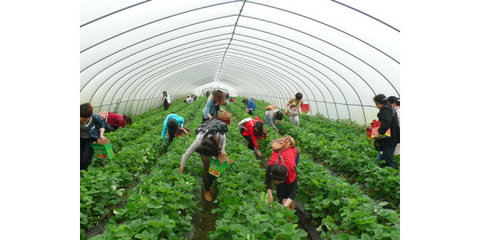 双流草莓园价格-农游天下农业开发-双流草莓园