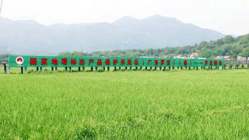 走进乡野,看云浮10条乡村振兴示范带建设成效