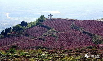 金堂召开全县干部大会 强调勇担 东进 重任 争当开辟成都经济社会发展 第二主战场 的先行者