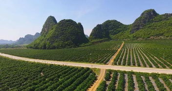 广西特色农产品品牌故事 南宁篇 甜弯弯 沁心田