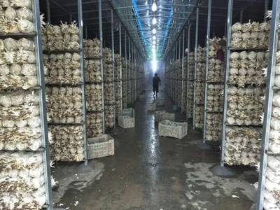 尤溪:秀珍菇设施化栽培获得成功