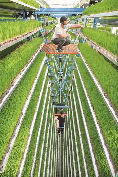 扛稳 粮袋子 鼓起 钱袋子