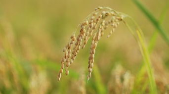 为全省药剂储备做参考 武进开展水稻新型药剂 临床试验