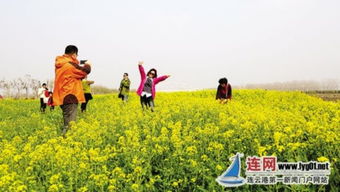 连云港云台农场发展生态游 油菜花开醉游人