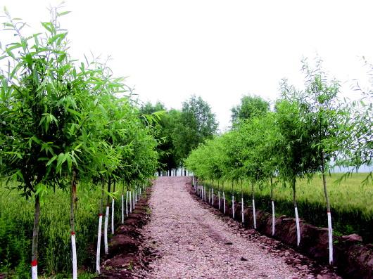 农村经济发展的强大引擎和动力-回望平凉农业综合开发之路