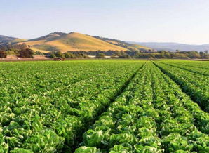 乡村旅游 农业众筹 大潮已去,发展模式探索任重道远