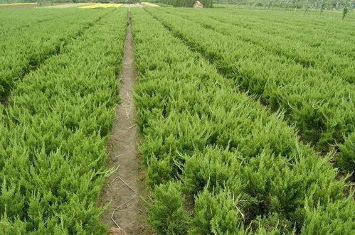 龙柏的病虫害防治