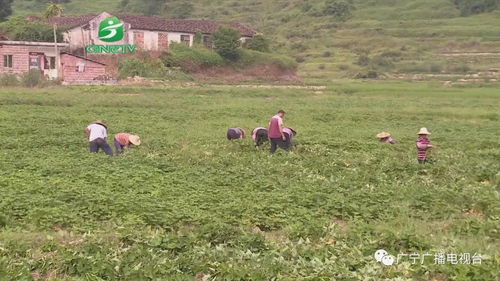 一乡一品 打造品牌 特色农业走上产业化道路