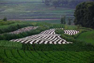 “农旅双链”模式与“农/旅”占比问题