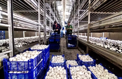 临泽县人民政府-智能育“珍菇” 临泽“菌”产业蓬勃生长