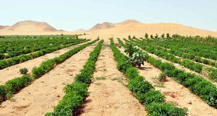沙特农业旅游 沙漠绿洲的新篇章