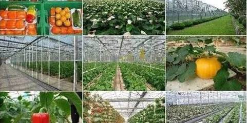 中国新农村 五位一体模式下的农业旅游发展新图景