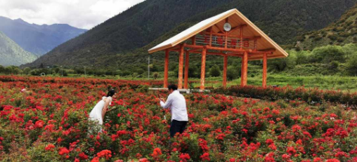 工布花开助脱贫 农业旅游开发的新篇章