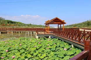 一曲荷塘月色惹人醉——利通区农旅融合促全域旅游发展记