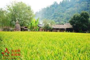 省农科院现场考评黄龙洞旅游优质水稻示范基地 推动农业旅游深度融合开发