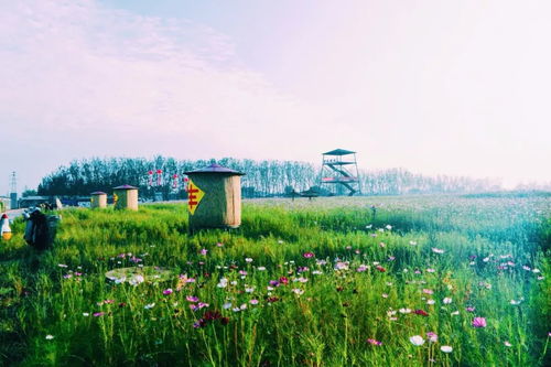 稻海织金梦，曹妃故里迎客来——记曹妃甸第二届稻花节与农业旅游新篇章