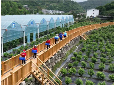 官山蓝莓香满园 产业融合绘就乡村振兴新画卷