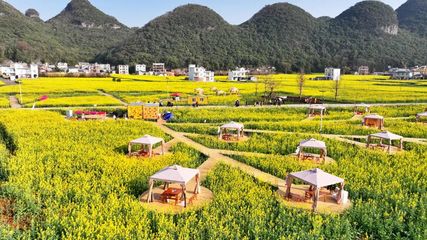 罗平:百万亩油菜花海催生 “花漾” 经济 铺就农文旅融合致富路