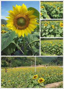 沙县西霞村 以观光农业为笔，绘就特色乡村旅游新画卷